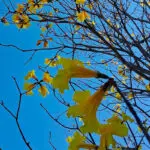 Ipê-amarelo floresce em Pirenópolis e colore o céu do Cerrado