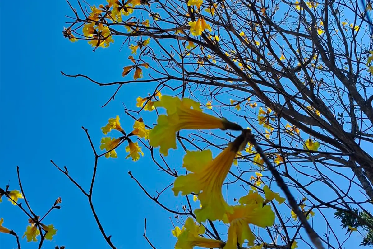 Ipê-amarelo floresce em Pirenópolis e colore o céu do Cerrado