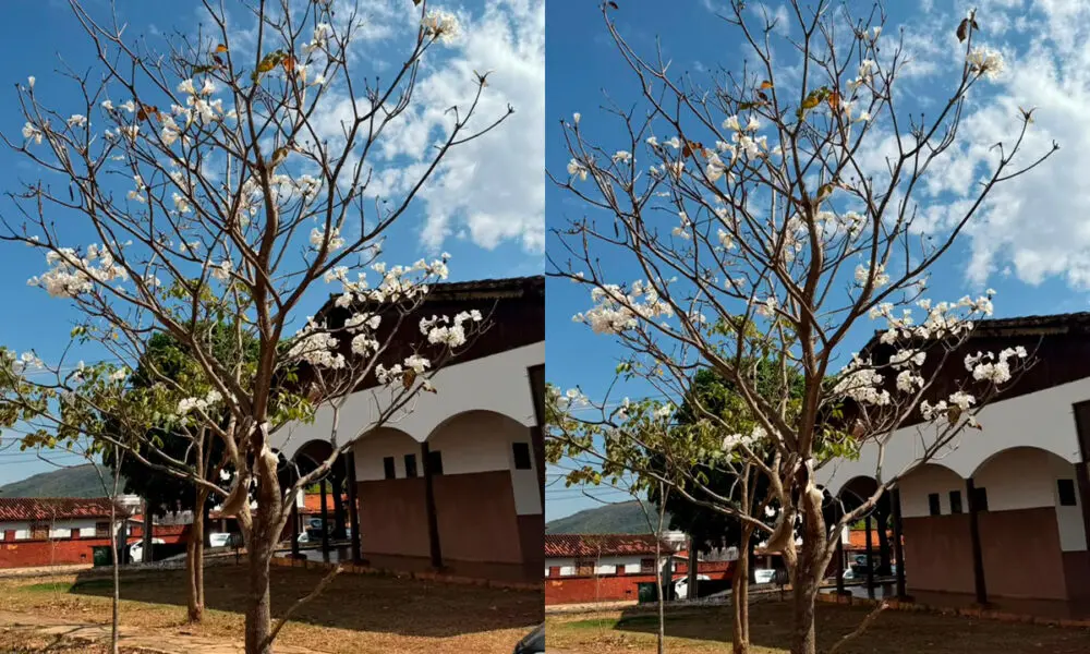 Ipê-branco em Pirenópolis anuncia a chegada da primavera