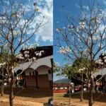 Ipê-branco em Pirenópolis anuncia a chegada da primavera