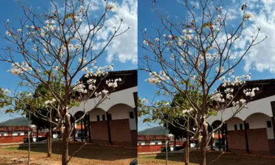 Ipê-branco em Pirenópolis anuncia a chegada da primavera Ipê-branco em Pirenópolis anuncia a chegada da primavera