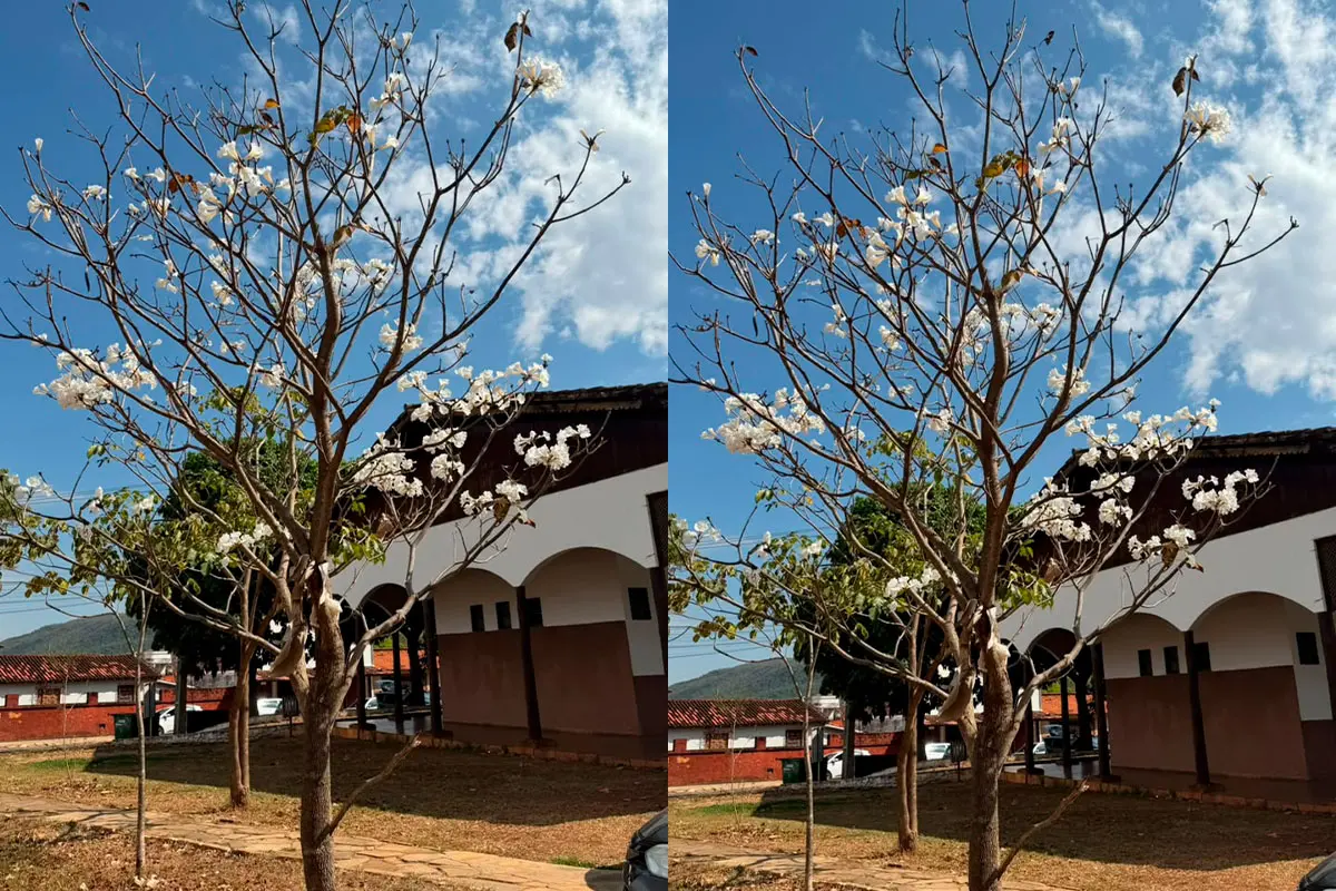 Ipê-branco em Pirenópolis anuncia a chegada da primavera