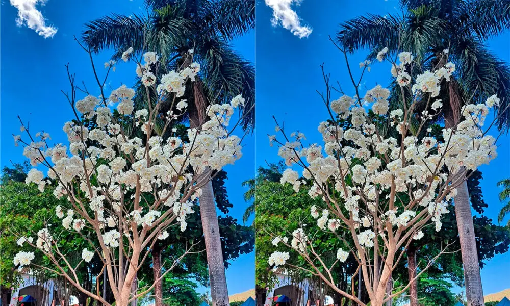 Ipê-branco floresce e chama atenção na Praça do Coreto, em Piri