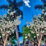 Ipê-branco floresce e chama atenção na Praça do Coreto, em Piri