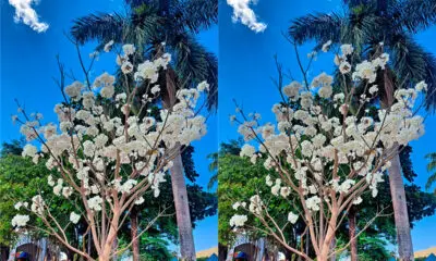 Ipê-branco floresce e chama atenção na Praça do Coreto, em Piri Ipê-branco floresce e chama atenção na Praça do Coreto, em Piri