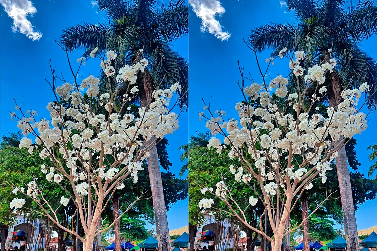Ipê-branco floresce e chama atenção na Praça do Coreto, em Piri