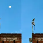 Lua no quintal: céu, passarinho e silêncio em Pirenópolis