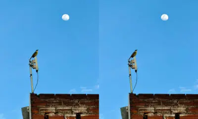 Lua no quintal: céu, passarinho e silêncio em Pirenópolis Lua no quintal: céu, passarinho e silêncio em Pirenópolis