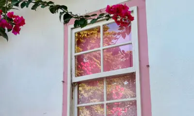 Pirenópolis em uma janela: flores, cores e memória Pirenópolis em uma janela: flores, cores e memória