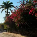 Pirenópolis entre flores, pedras e o azul de uma tarde de sol