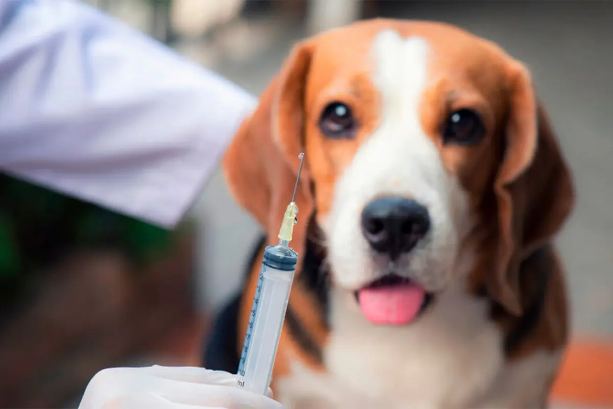 Vacinação Antirrábica: 4 Postos Atendem Cães e Gatos em Pirenópolis