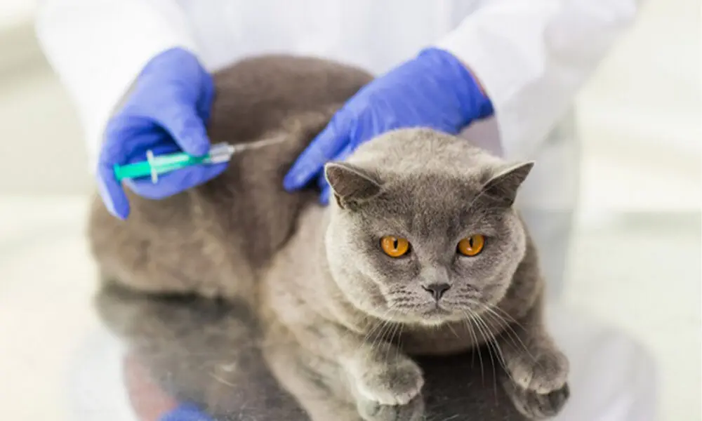Vacinação Antirrábica: 4 Postos Atendem Cães e Gatos em Pirenópolis
