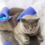 Vacinação Antirrábica: 4 Postos Atendem Cães e Gatos em Pirenópolis