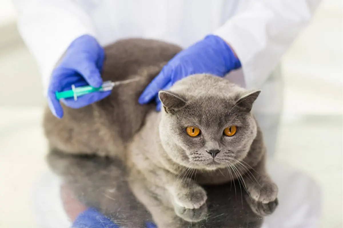 Vacinação Antirrábica: 4 Postos Atendem Cães e Gatos em Pirenópolis