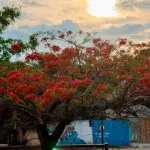 Aniversário de Pirenópolis: 299 anos às margens do Rio das Almas Aniversário de Pirenópolis: 299 anos às margens do Rio das Almas