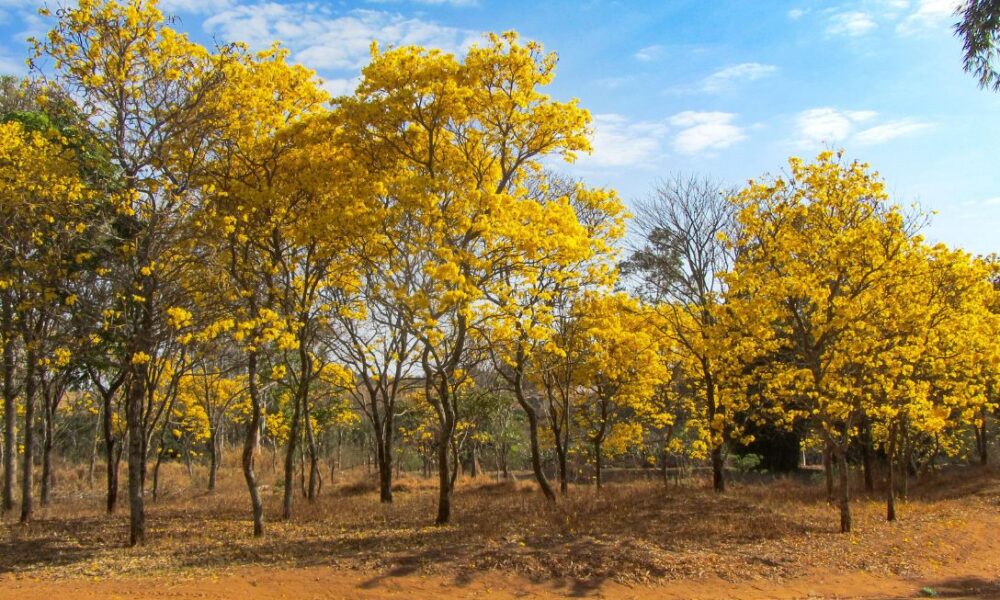 Os ipês de Pirenópolis: as árvores que colorem o Cerrado - E se todos seguissem 2025 06 26T172640.453