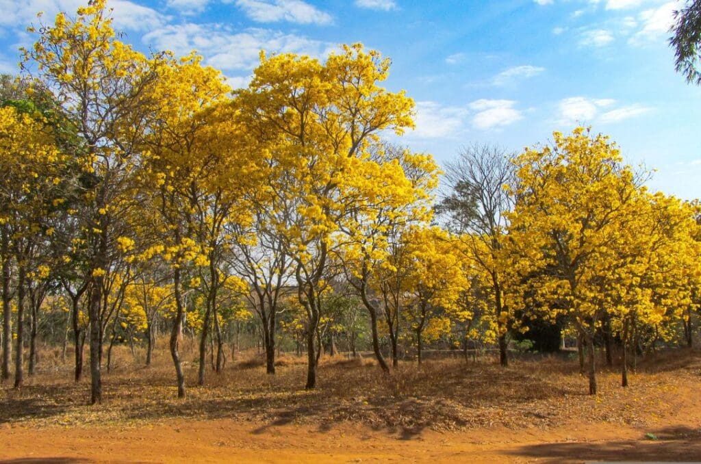 Os ipês de Pirenópolis: as árvores que colorem o Cerrado
