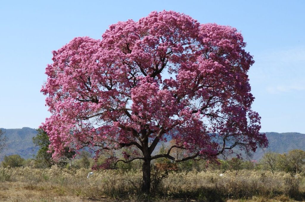 Ipê rosa no Cerrado