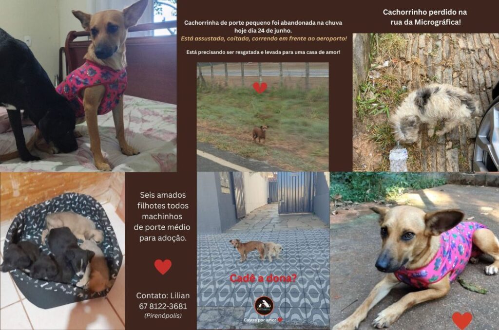 Conheça a PiriCastra: a ONG que transforma a vida dos animais em Pirenópolis - E se todos seguissem 2025 06 26T181233.082