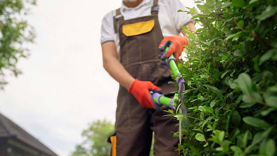 Vaga para Jardineiro em Pirenópolis – Efetivo - IMG 1771