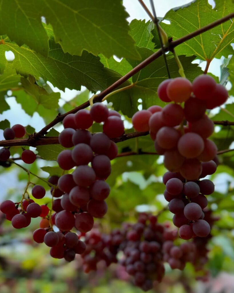 Vinícola Assunção: um pedacinho da Europa no coração do Cerrado - IMG 1873
