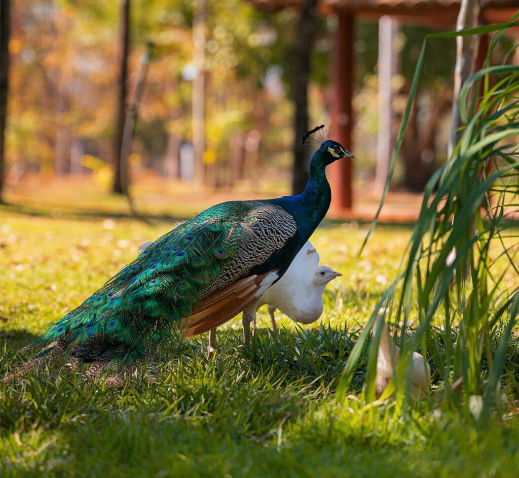 Venda do Bento: sabor, memória e encanto rural - IMG 6811