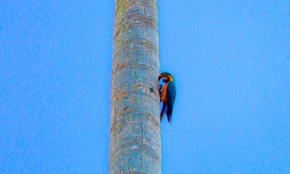 Arara no tronco da palmeira encanta Pirenópolis - DSC2749