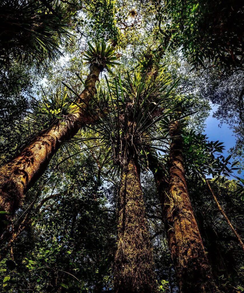 Pé-de-Garrafa: a lenda que ronda as noites em Piri - IMG 2771