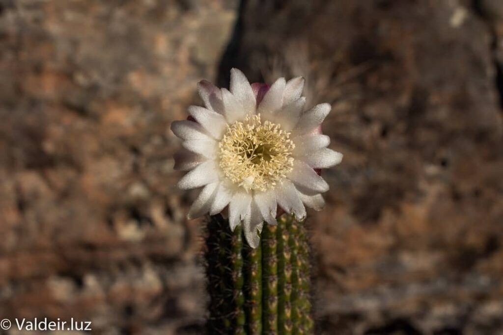 Cidade de Pedra em Piri: um labirinto de quartzito - IMG 3374