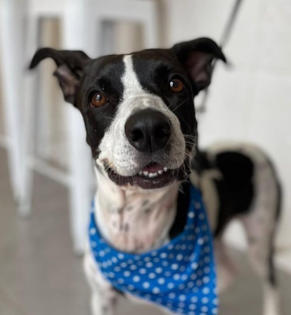 Bicharada cuida do seu pet com carinho e excelência - IMG 3575