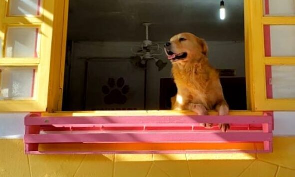 Bicharada cuida do seu pet com carinho e excelência 2 Bicharada cuida do seu pet com carinho e excelência - IMG 3579