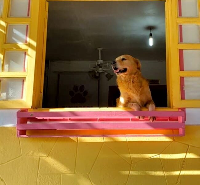 Bicharada cuida do seu pet com carinho e excelência - IMG 3579