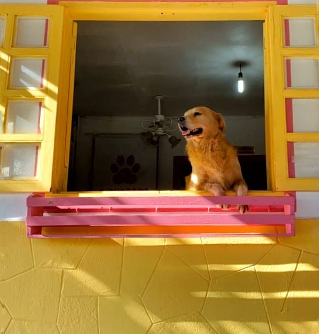Bicharada cuida do seu pet com carinho e excelência