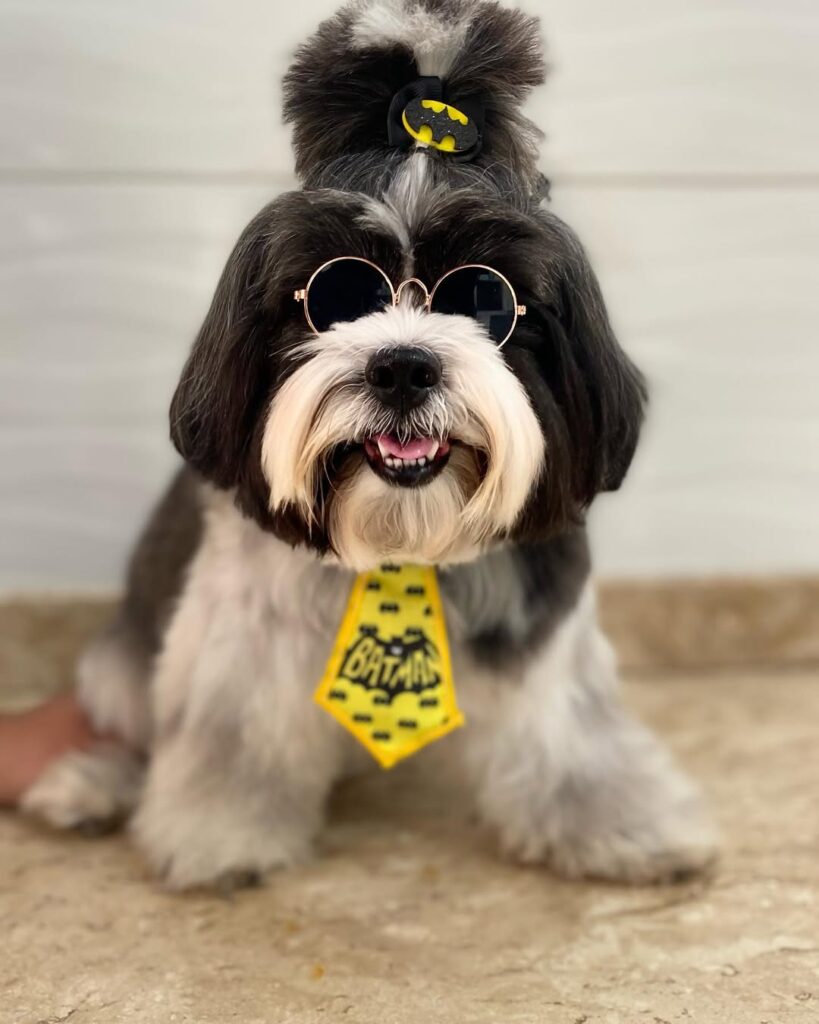 Bem Pet: cuidado e carinho para seu pet em Pirenópolis - IMG 3585