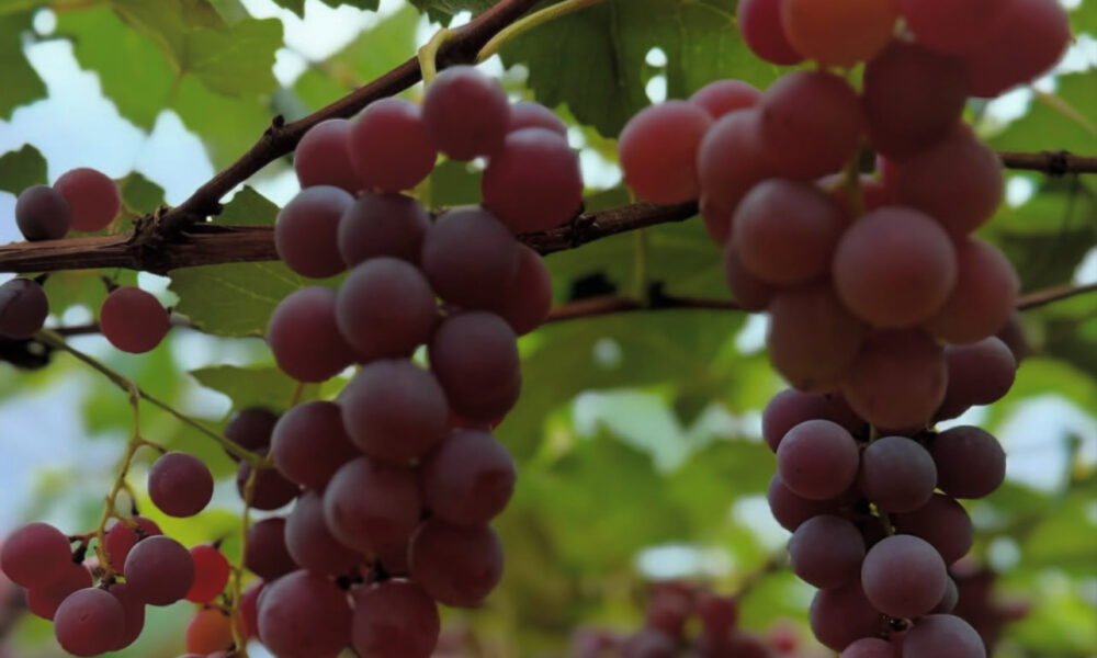 Festa da Colheita traz experiências únicas em julho - IMG 8827