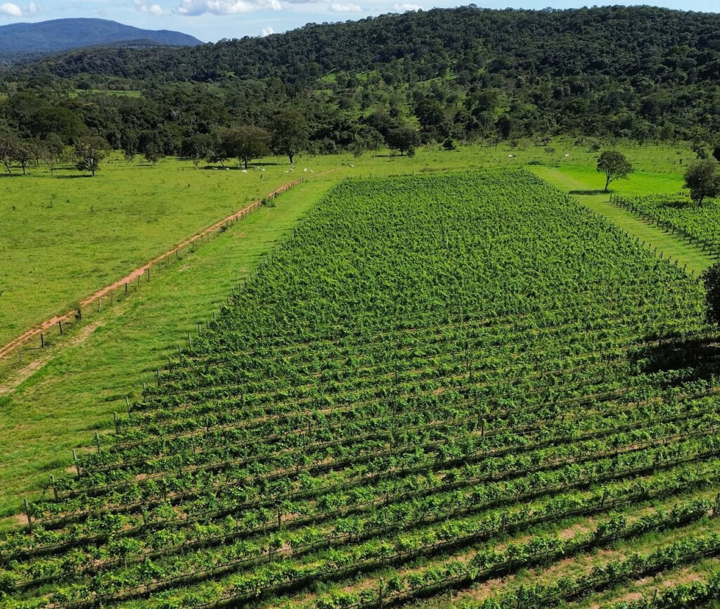 Festa da Colheita traz experiências únicas em julho - IMG 8828