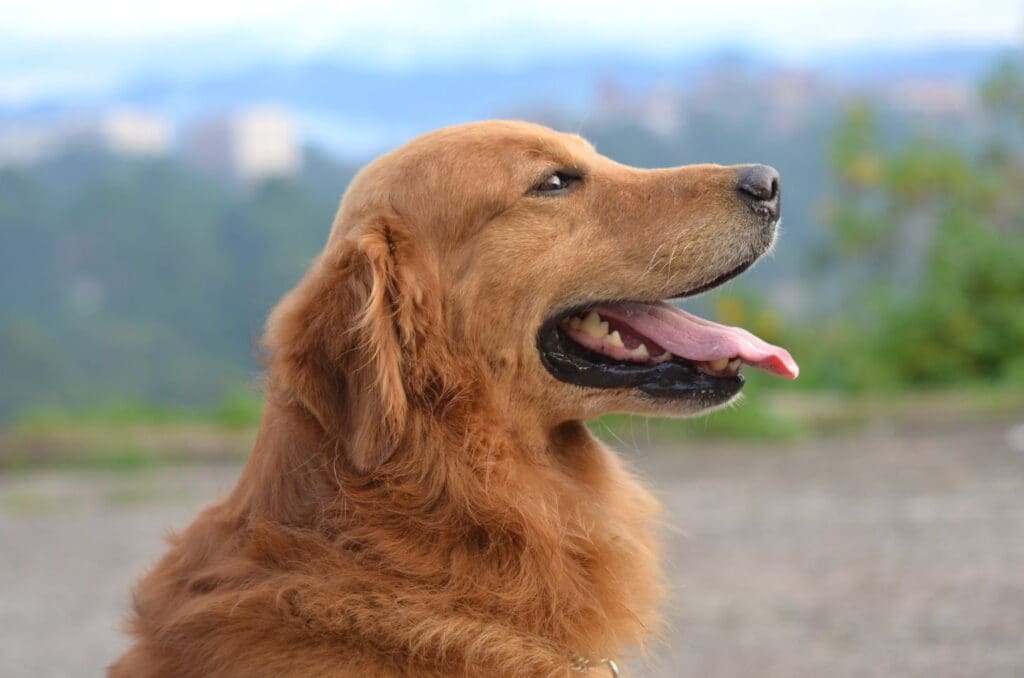Atrativos naturais que são pet-friendly em Pirenópolis