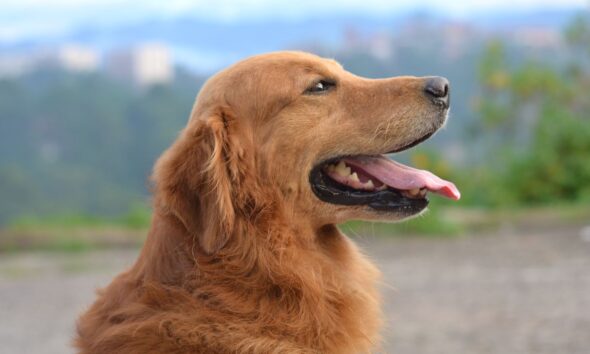 Atrativos naturais que são pet-friendly em Pirenópolis - jii 2025 07 15T112455.758