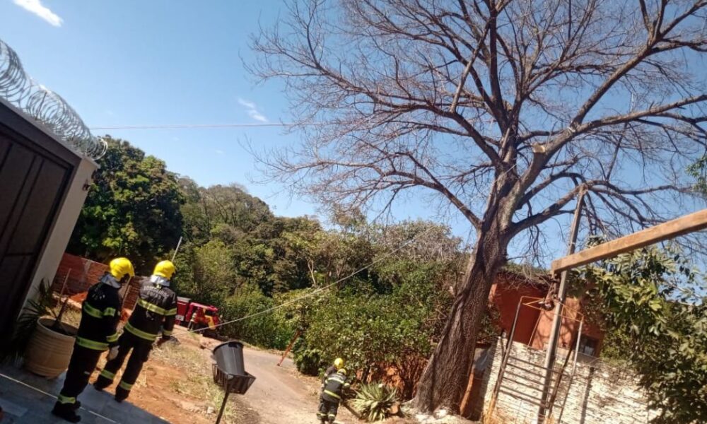 Quando uma árvore parte, fica a sombra da memória - jii 2025 07 22T163720.642