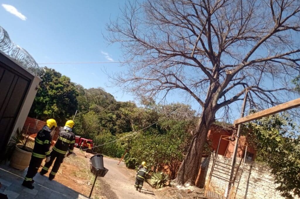 Quando uma árvore parte, fica a sombra da memória