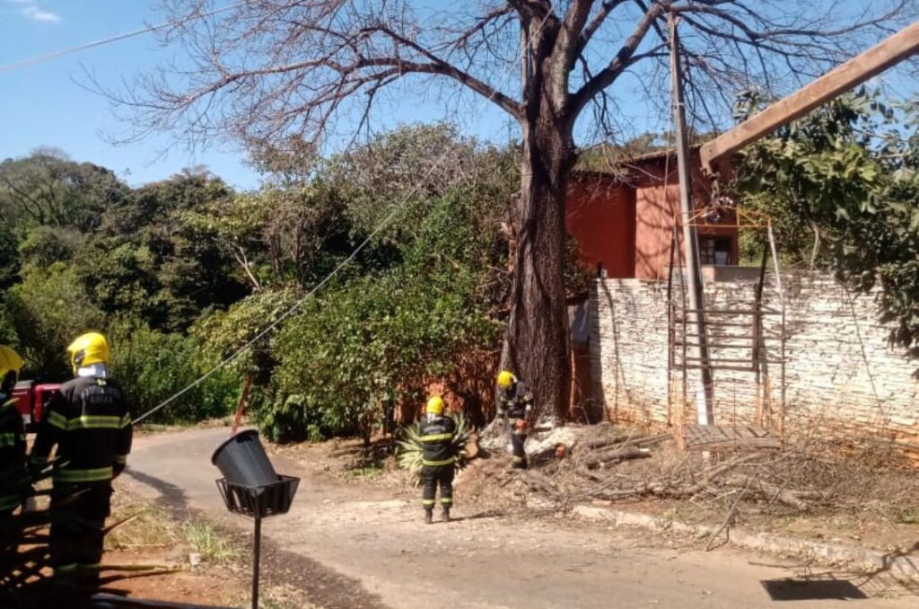 Quando uma árvore parte, fica a sombra da memória - jii 2025 07 22T163737.891 1