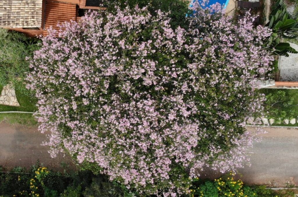 Quando uma árvore parte, fica a sombra da memória - jii 2025 07 22T163954.508