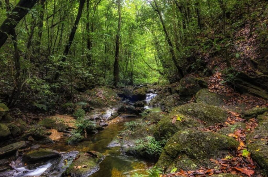 Preservação ambiental em Piri vira tema de artigo no Estadão - jii 2025 07 30T094800.015