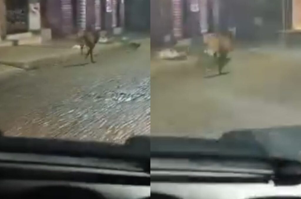 Lobo-guará foi flagrado correndo pelas ruas de Pirenópolis - jii 39