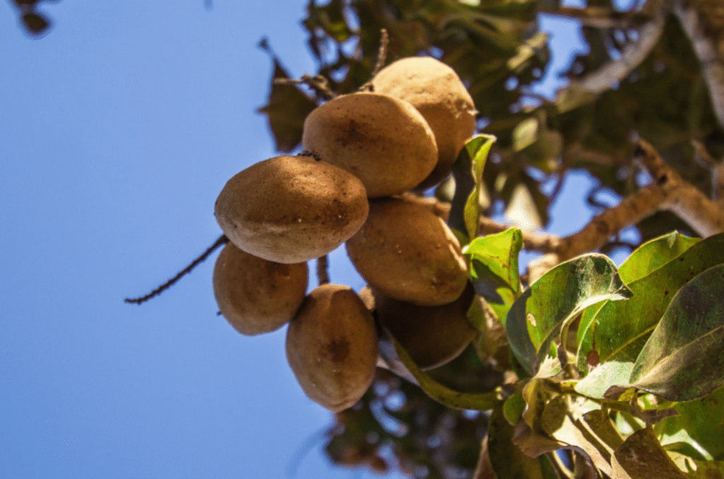 Baru é o tesouro nutritivo e versátil do Cerrado - jii 4