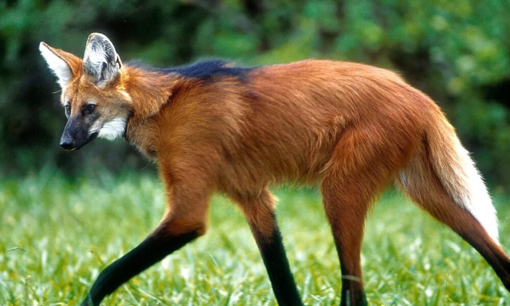 Lobo-guará foi flagrado correndo pelas ruas de Pirenópolis - jii 40