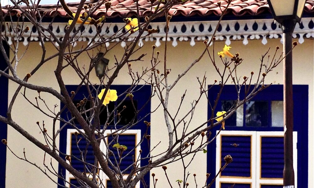 Ipê amarelo floresce diante de casarão centenário - DSC6805