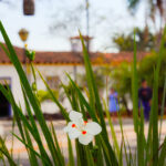 Flores que encantam o coreto de Pirenópolis - DSC6810