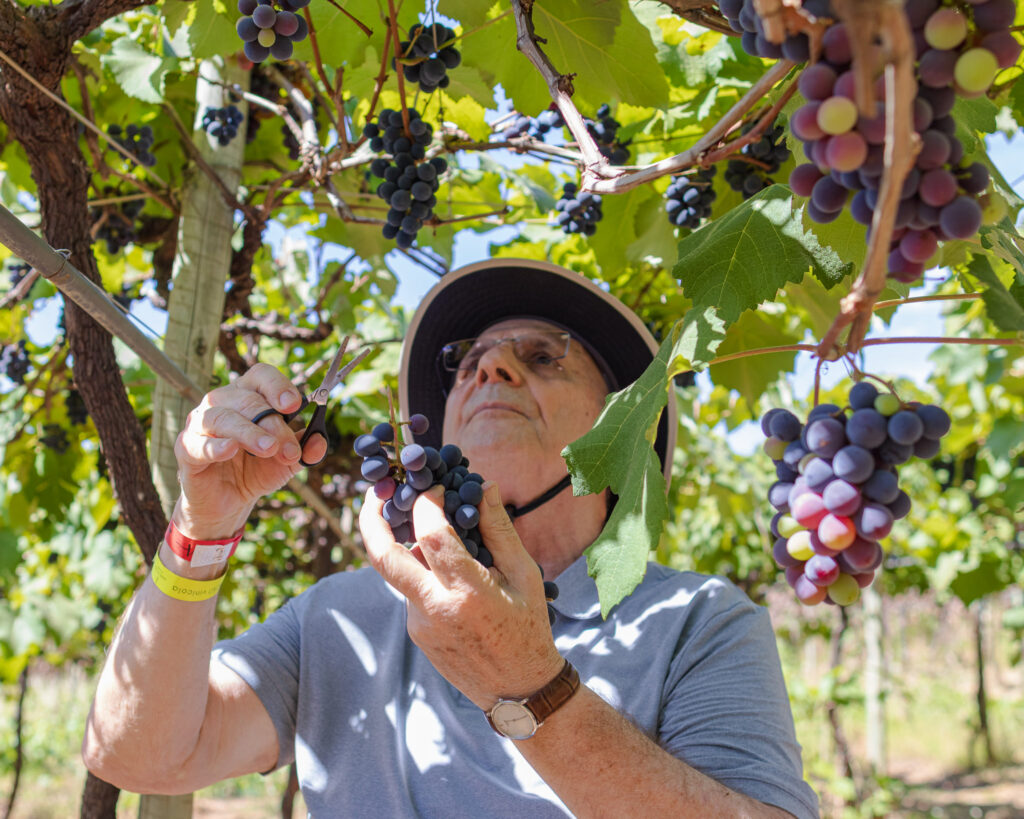 Visitante colhendo uvas