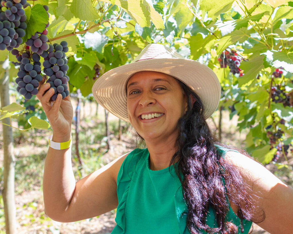 Visitante colhendo uvas